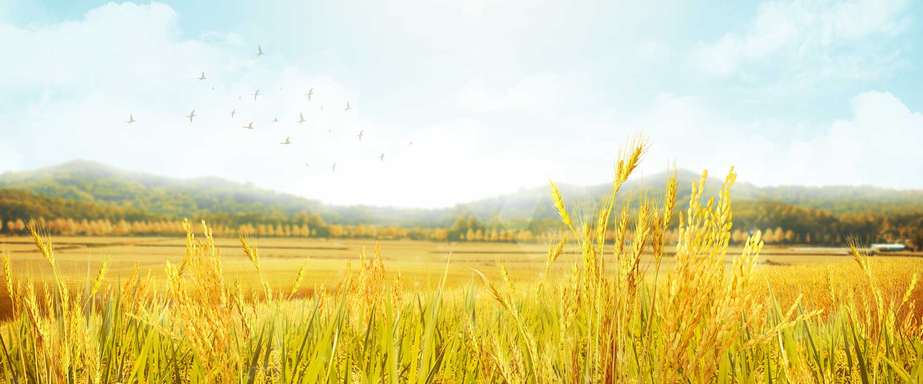 harvest